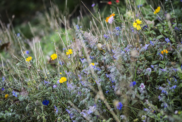 All Ireland Pollinator Plan